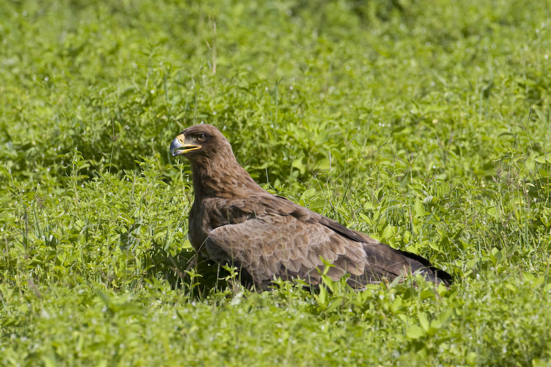 Tawny Eagle In Grass